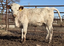 SILENT PLAN X DAISY SS 621 (H) TAG 510