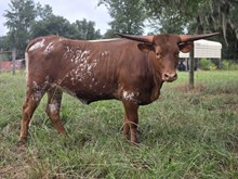 DAUNTLESS 4 SILENT EYES