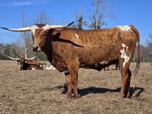 DAUNTLESS SILENT SHADOW