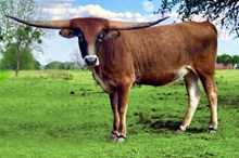 DAUNTLESS FOREVER THAT GIRL