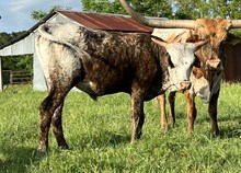 RZSJ X RM JACKPOT GIRL