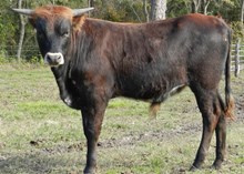 GUTS AND GLORY X BL RIO BEAUTIFUL BULL CALF