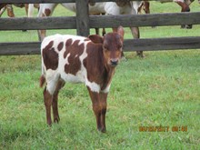 Hubbells Rio Windy Heifer