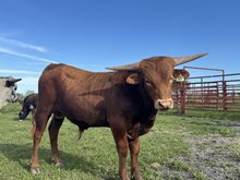 Dauntless Wildflower Bull Calf