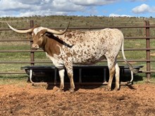 JAMIN TO THE 50'S 🇺🇸