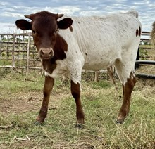 LRR Olive Foundation