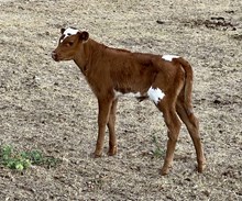 DAUNTLESS SILENT DIVA