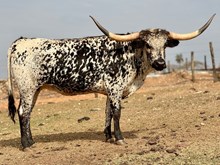 Glitz and Glamour DSM