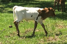 Raggedy Ann heifer