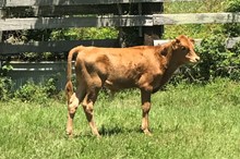 Westfarm Rio Bull